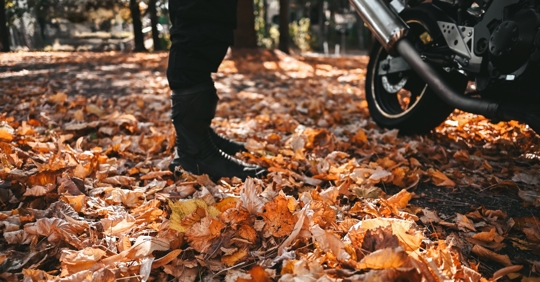 Leaves in fall